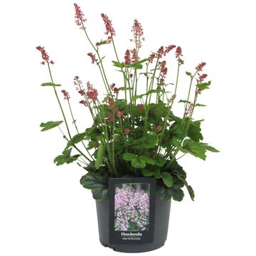 x Heucherella PINK REVOLUTION
