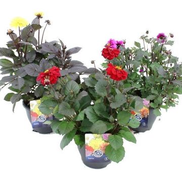 Dahlia MYSTIC MIX