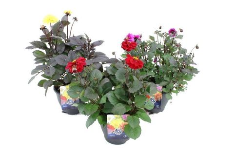 Dahlia MYSTIC MIX