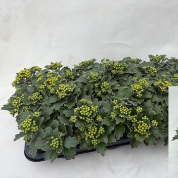 Ajania pacifica