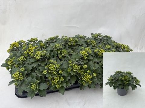 Ajania pacifica