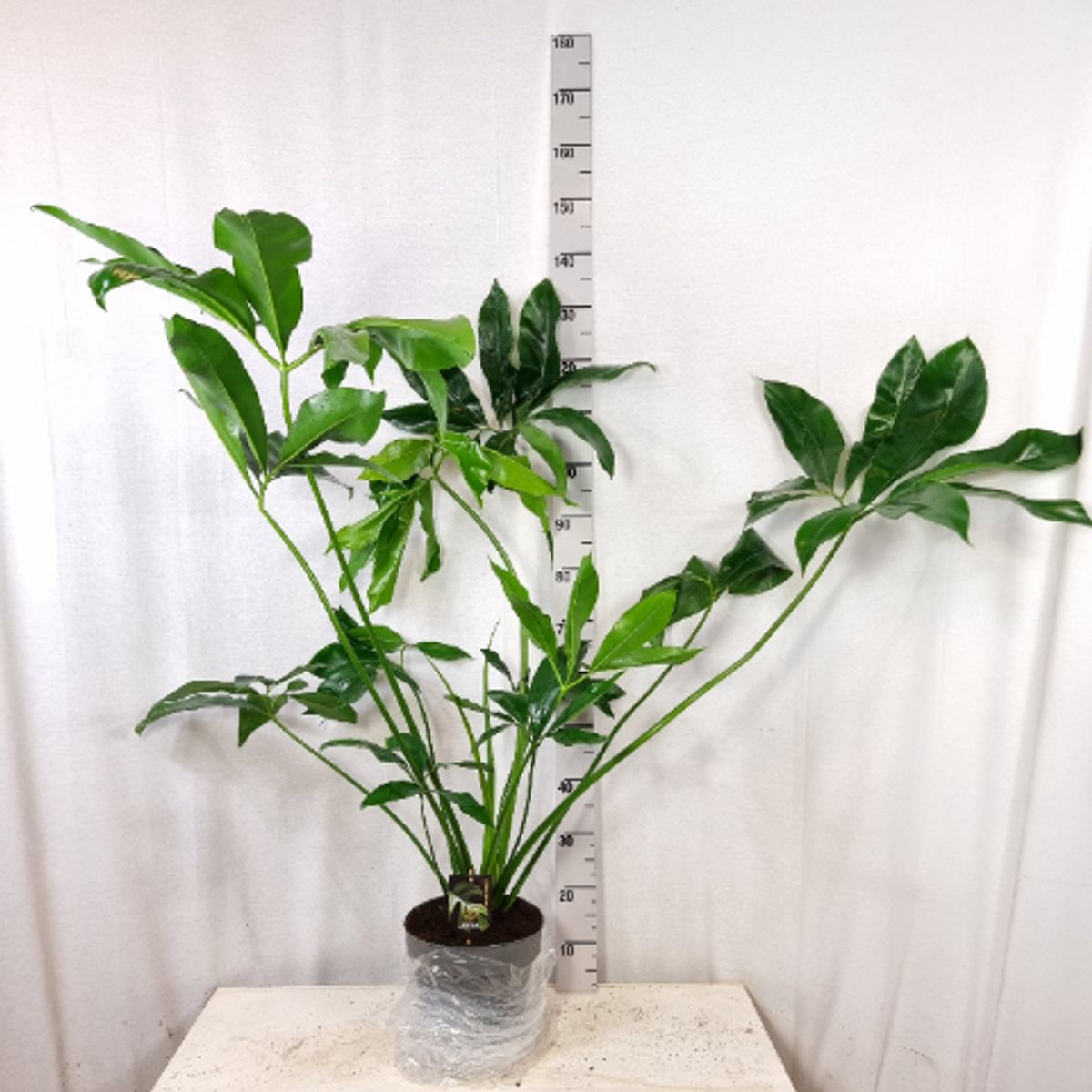 Philodendron 'Fun Bun' — Plant Wholesale FlorAccess