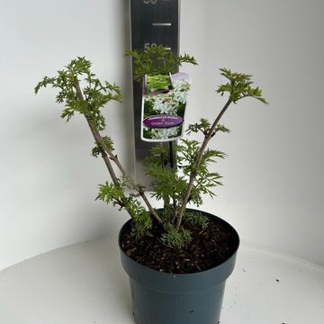 Sambucus nigra GOLDEN TOWER