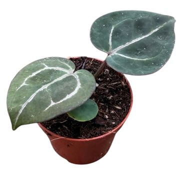 Anthurium Michelle x (Zara x Michelle)