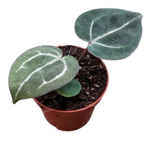 Anthurium Michelle x (Zara x Michelle)