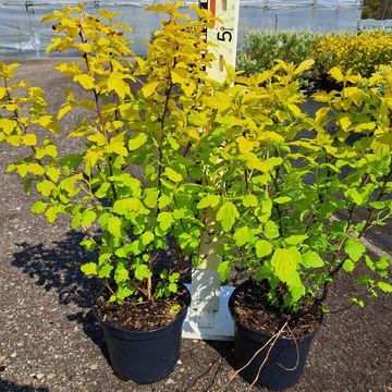 Physocarpus opulifolius 'Dart's Gold'