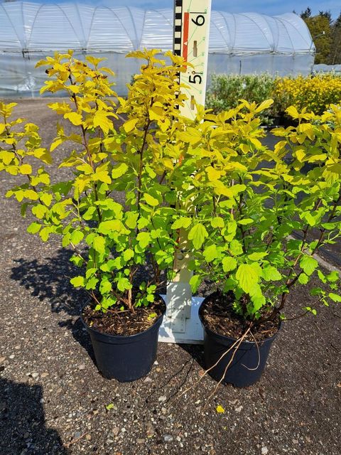 Physocarpus opulifolius 'Dart's Gold'