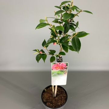 Camellia 'Spring Festival'
