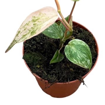 Філодендрон scandens micans 'Marble Variegata'