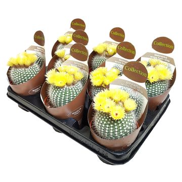 Notocactus scopa 'Frosty White'