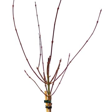 Acer palmatum 'Shaina'