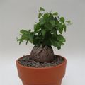 Dioscorea elephantipes