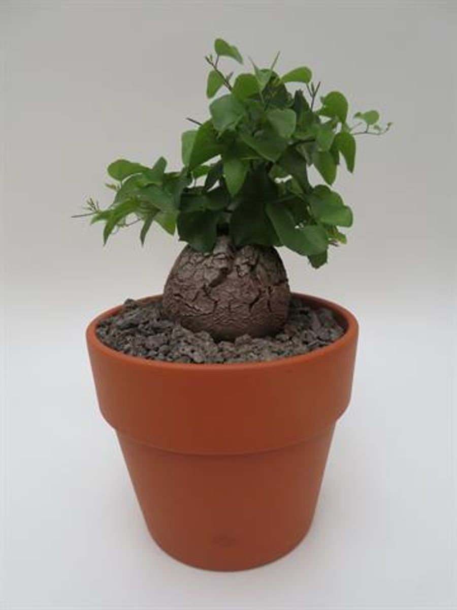Dioscorea elephantipes — Plant Wholesale FlorAccess