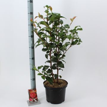 Camellia reticulata 'Mary Williams'