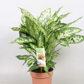 Dieffenbachia 'Compacta'