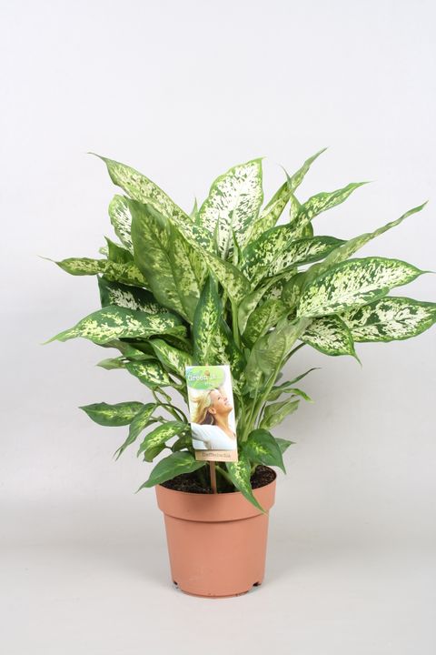 Dieffenbachia 'Компакта'