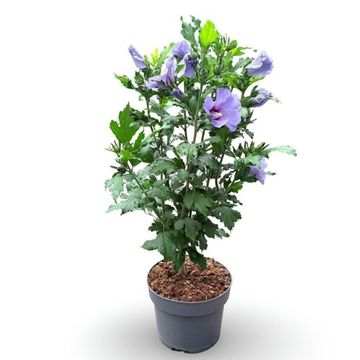 Hibiscus syriacus 'Oiseau Bleu'