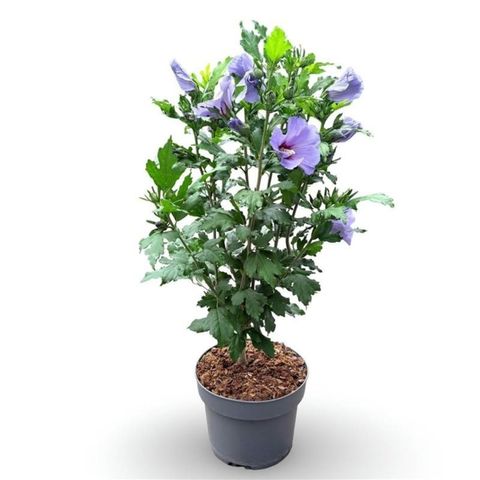 Hibiscus syriacus 'Oiseau Bleu'