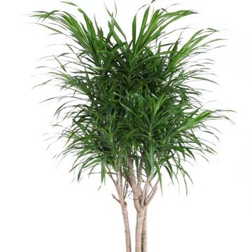 Dracaena reflexa 'Anita'