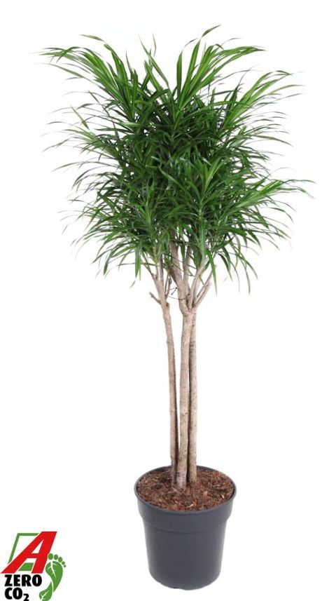 Dracaena reflexa 'Anita'
