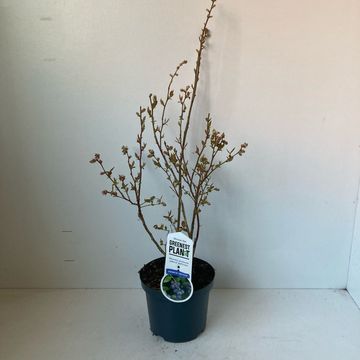 Vaccinium corymbosum 'Brigitta Blue'