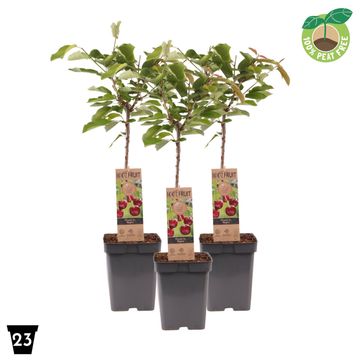 Prunus avium 'Regina'