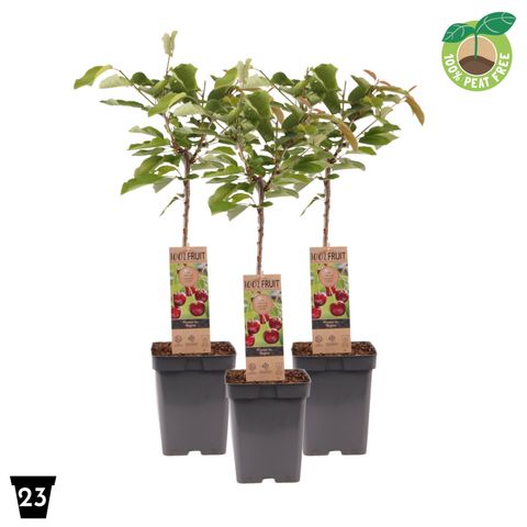 Prunus avium 'Regina'