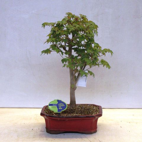 Acer buergerianum