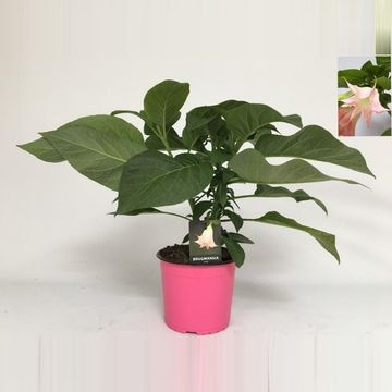 Brugmansia BUSH PINK