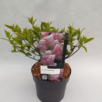 Hydrangea paniculata VANILLE FRAISE