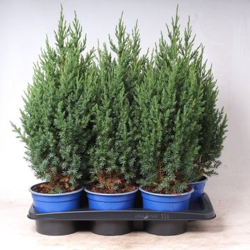 Juniperus chinensis 'Stricta'