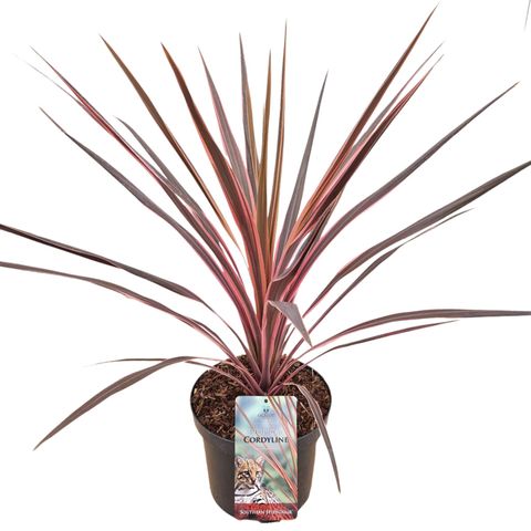 Cordyline australis 'Southern Splendour'