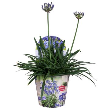 Agapanthus SUMMER LOVE BLUE