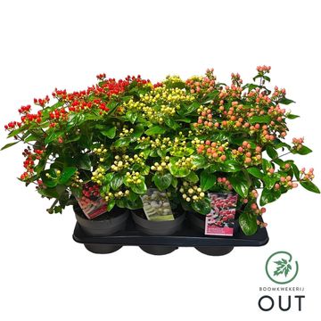 Hypericum MIRACLE MIX
