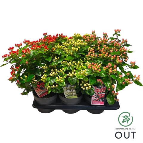 Hypericum MIRACLE MIX