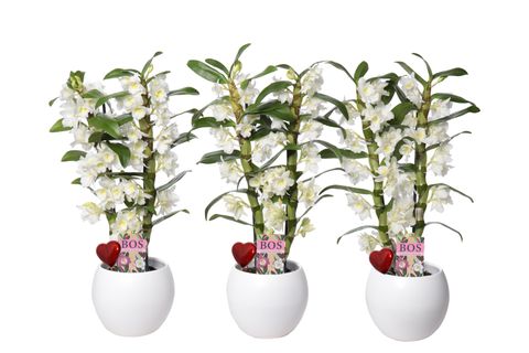 Dendrobium nobile CLASSIC APOLLON