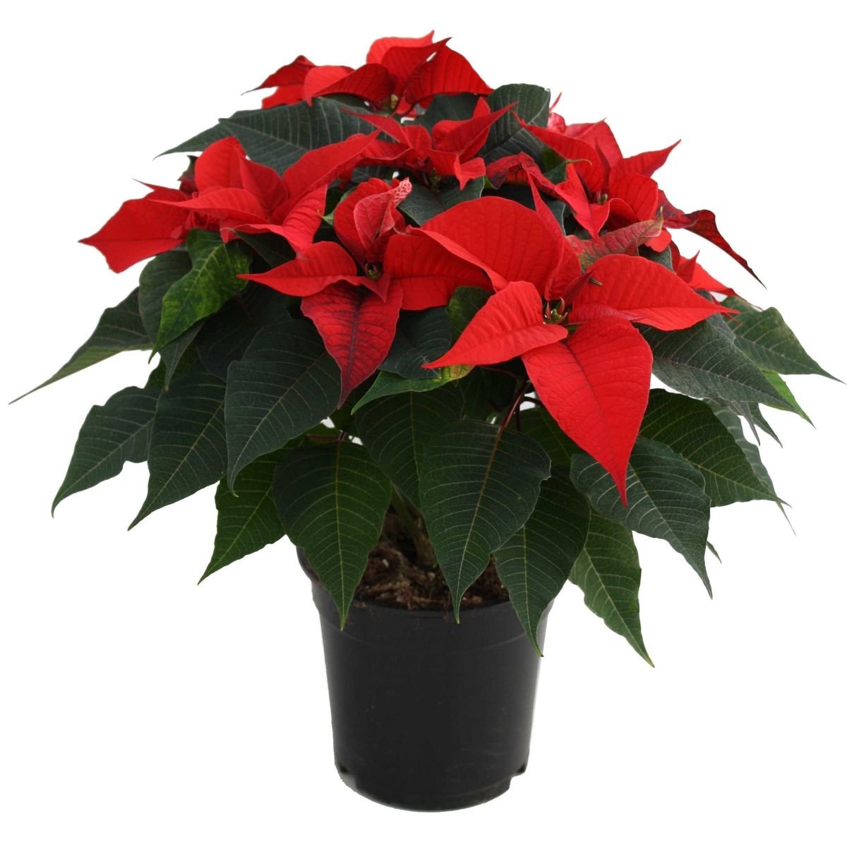 Euphorbia pulcherrima CHRISTMAS FEELINGS DARK RED — Plant Wholesale ...