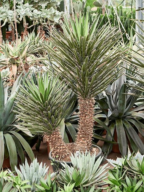 Yucca filifera