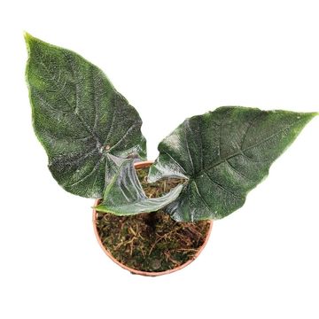 Alocasia 'Antoro Velvet'