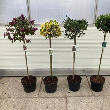 Ilex MIX