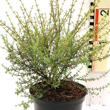 Olearia solandri 'Aurea'