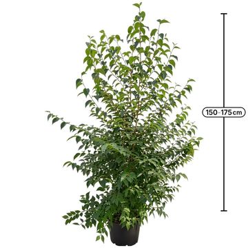 Styrax japonicus