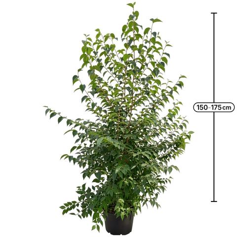 Styrax japonicus