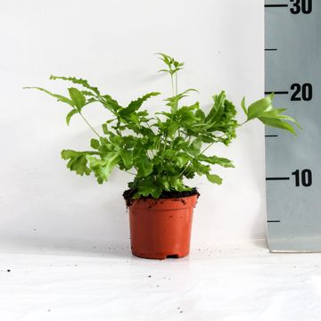 Pteris cretica 'Mayi'