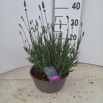 Lavandula angustifolia 'Hidcote'
