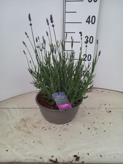 Lavandula angustifolia 'Hidcote'