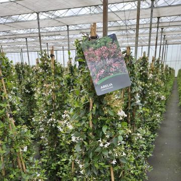 Abelia x grandiflora