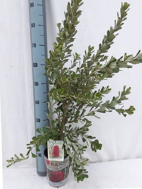 Banksia praemorsa 'Red'
