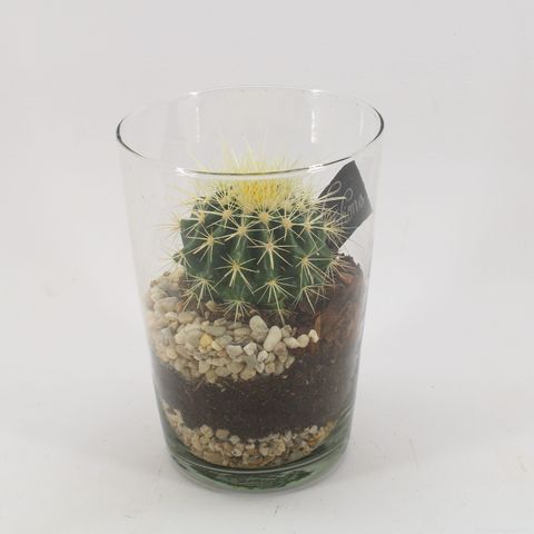 Arrangement Cactus Essentials