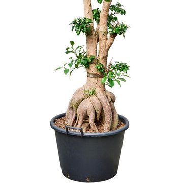 Ficus microcarpa 'Ginseng'
